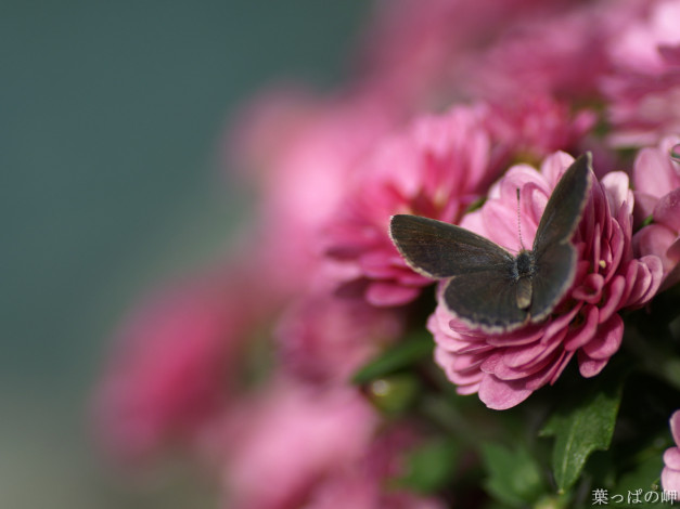 Обои картинки фото цветы