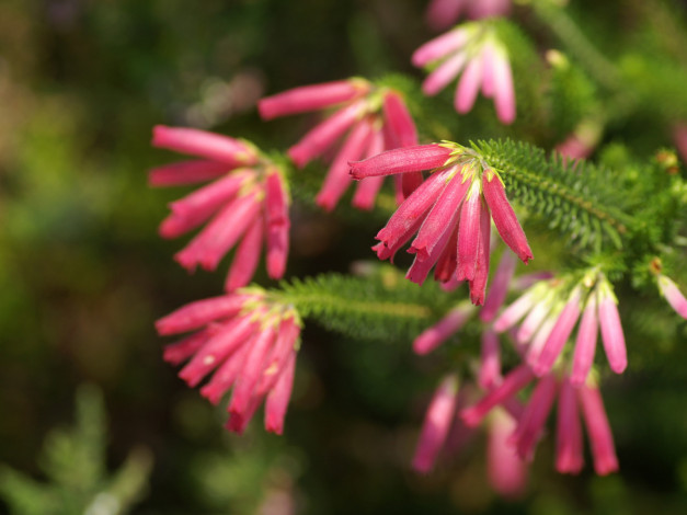 Обои картинки фото цветы