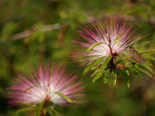 Обои картинки фото цветы, акация