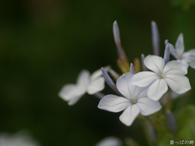 Обои картинки фото цветы, флоксы