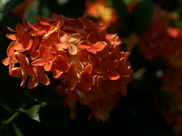 Обои картинки фото цветы, клеродендрумы