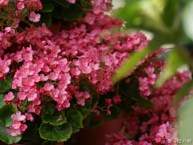 Обои картинки фото цветы, лантана, вербена