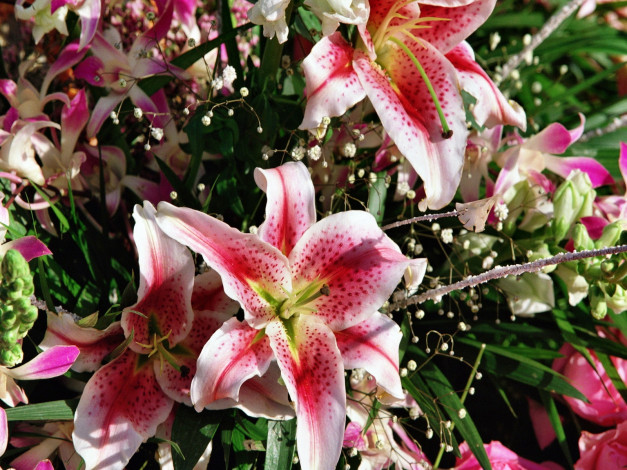 Обои картинки фото цветы, лилии, лилейники