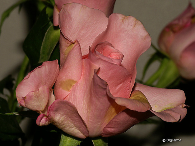 Обои картинки фото цветы, розы