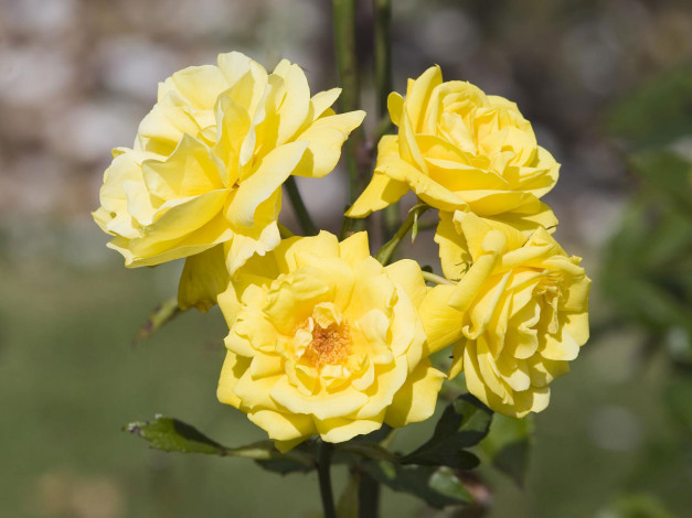 Обои картинки фото цветы, розы