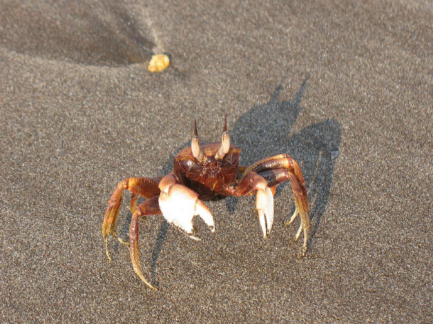 Обои картинки фото животные, крабы, раки