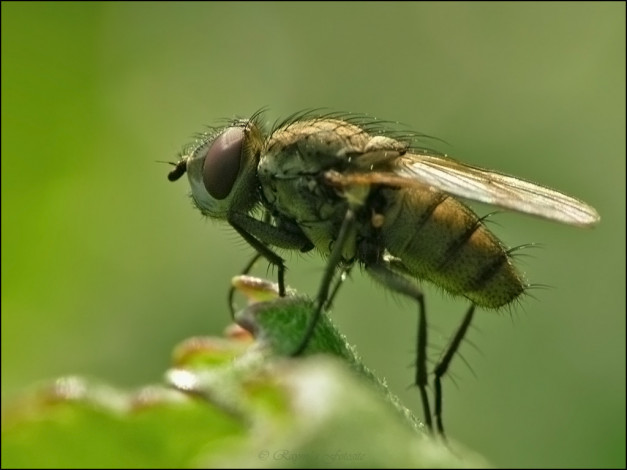 Обои картинки фото животные, насекомые
