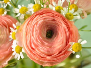 Картинка цветы разные вместе