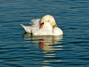Картинка животные лебеди