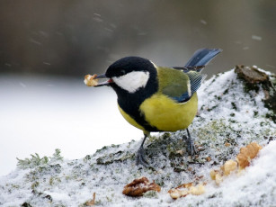 Картинка животные синицы лазоревки