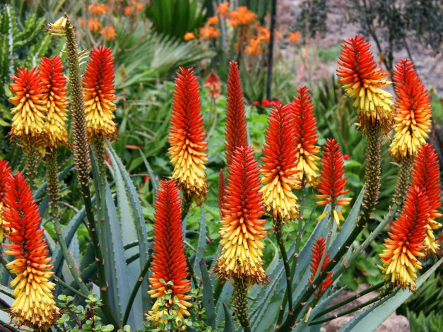 Обои картинки фото aloe, vera, цветы