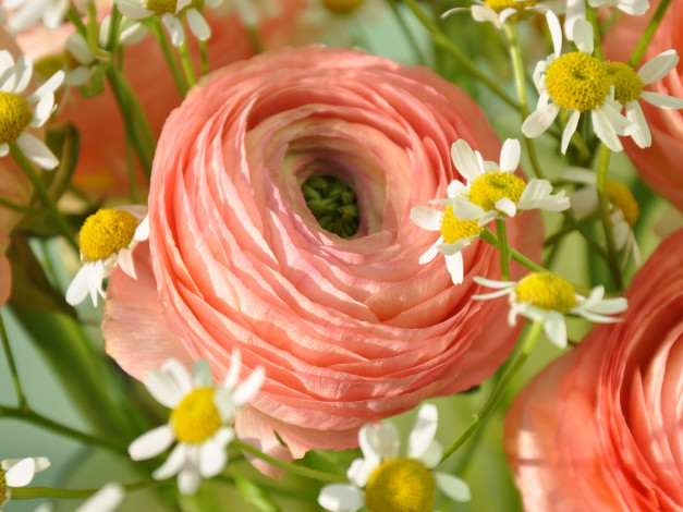 Обои картинки фото цветы, разные, вместе