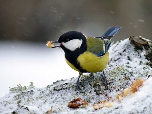 Обои картинки фото животные, синицы, лазоревки