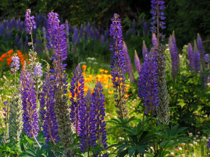 Картинка цветы люпин фиолетовый высокий