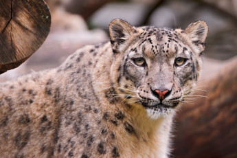 Картинка животные снежный барс ирбис