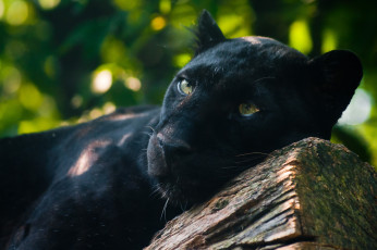 Картинка животные пантеры пантера ягуар чёрный