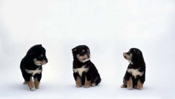 Картинка животные собаки щенок собака