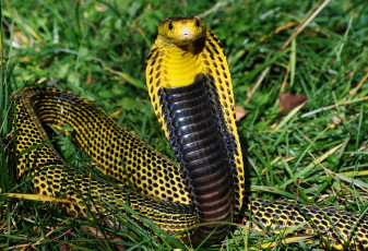 Картинка животные змеи питоны кобры