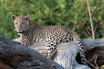 Картинка животные леопарды