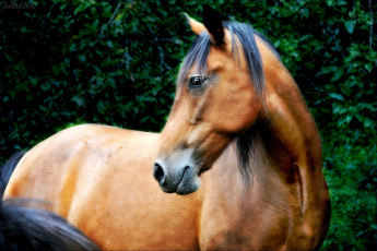 Картинка животные лошади