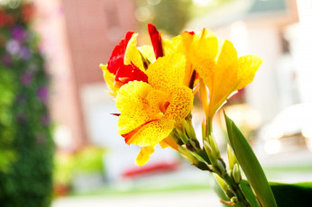 Картинка цветы канна