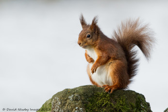 Картинка животные белки