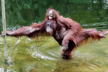 Картинка животные обезьяны