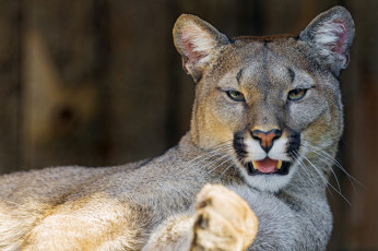 Картинка животные пумы