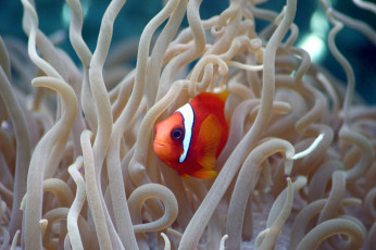 Картинка животные рыбы