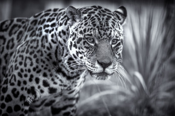 Картинка животные Ягуары