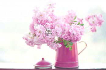 Картинка цветы розы