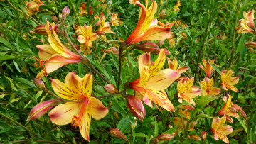 Картинка цветы альстромерия