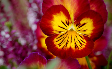 Картинка цветы анютины глазки садовые фиалки