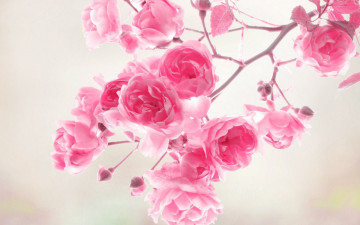 Картинка цветы розы