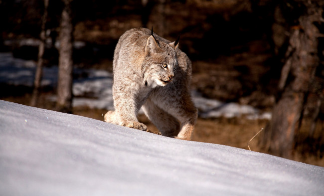 Обои картинки фото животные, рыси