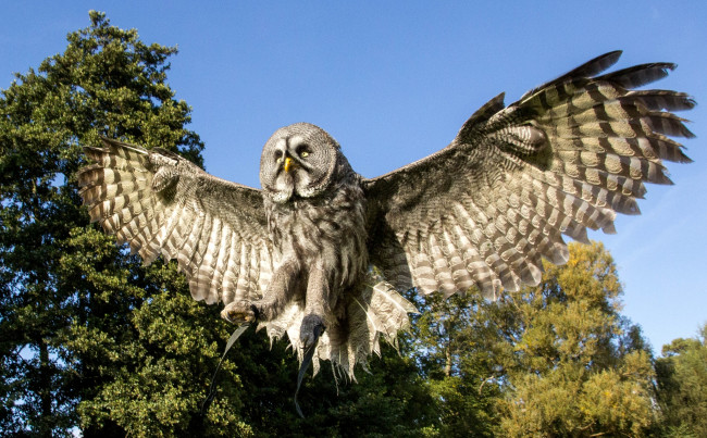 Обои картинки фото животные, совы, полет, крылья, размах