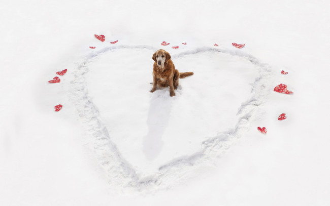 Обои картинки фото животные, собаки