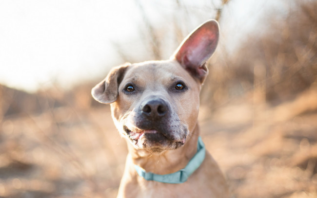 Обои картинки фото животные, собаки, взгляд, собака