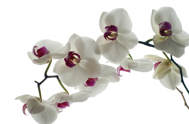 Обои картинки фото цветы, орхидеи