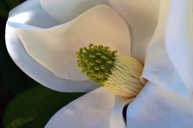 Обои картинки фото цветы, магнолии