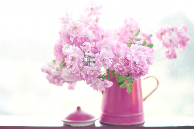 Обои картинки фото цветы, розы