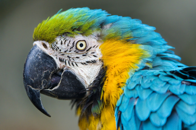 Обои картинки фото животные, попугаи