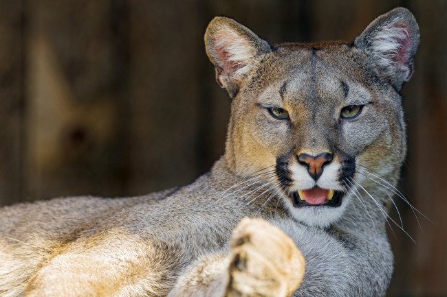 Обои картинки фото животные, пумы