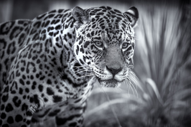 Обои картинки фото животные, Ягуары