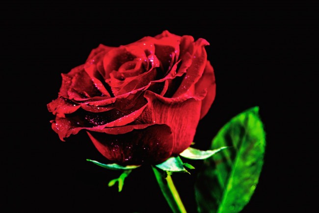 Обои картинки фото цветы, розы