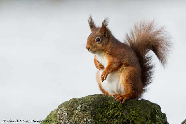 Обои картинки фото животные, белки