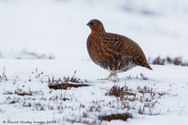Обои картинки фото животные, куропатки, рябчики, перепела