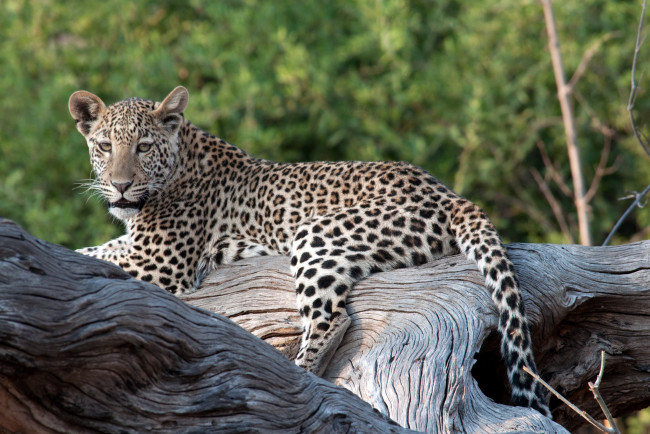 Обои картинки фото животные, леопарды