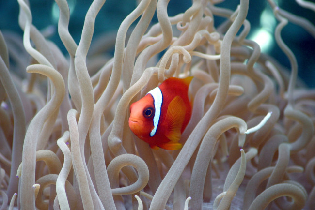 Обои картинки фото животные, рыбы