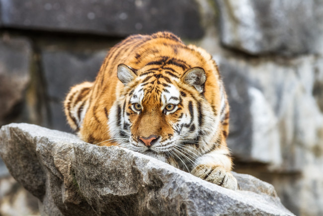 Обои картинки фото животные, тигры